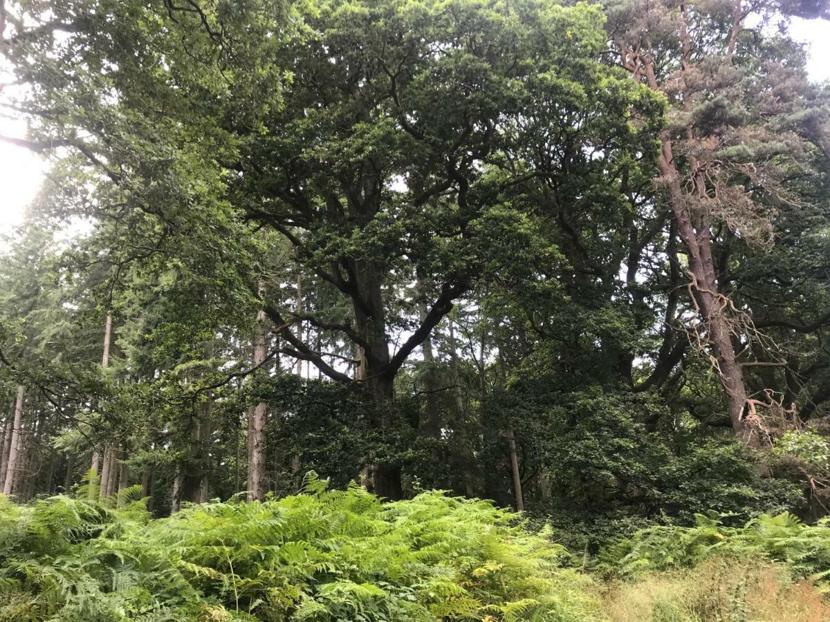 Old Co Op House -Forest Of Dean Bream ภายนอก รูปภาพ